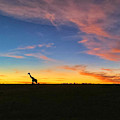 Giraffe Sunrise