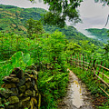 Wet Path in Vietnam Highlands